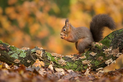 Eurasian Red Squirrel (Sciurus vulgaris) nibbling on hazelnut, Netherlands