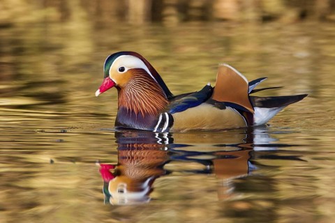 Mandarin Duck (Aix galericulata) male, Lower Saxony, Germany
