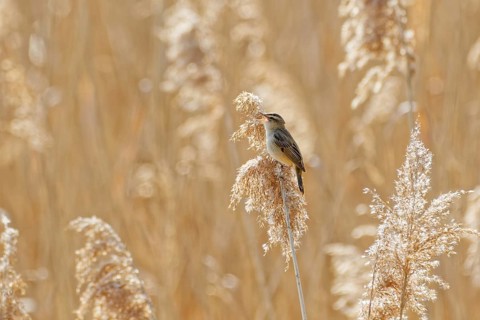 Eurasian reed warbler (Acrocephalus scirpaceus) perched on dry reed stem in wetland habitat,