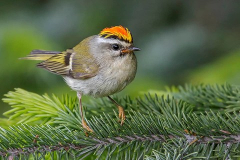 Golden-crowned Kinglet (Regulus satrapa) perched on a branch in Seward, Alaska