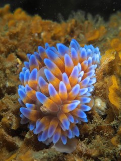 Silver-tipped nudibranch (Janolus capensis)