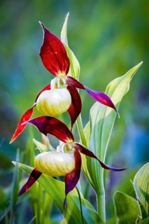 Orchids, Lady's slipper, (Cypripedium calceolus), Lower Saxony, Federal Republic of Germany