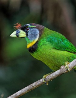Fire-tufted Barbet (Psilopogon pyrolophus) perched on a branch, Selangor, Malaysia