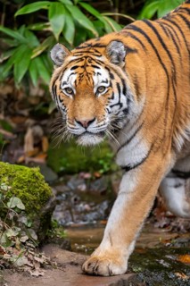 Siberian tiger or Amur tiger (Panthera tigris altaica) walking on the ground in autumn, captive,