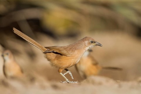 Fulvous Babbler - Akaziendrossling - Argya fulva ssp. maroccana, Morocco