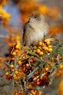 Blackcap (Sylvia atricapilla), Fauvette à tête noire, Curruca Capirotada, Branch, branch, Ormoz