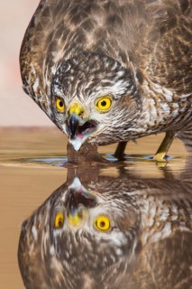 Eurasian Sparrowhawk (Accipiter nisus) drinking at a waterhole, Eilat, Israel