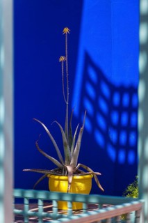 Majorelle Garden, botany, flora, cactus, plant, botany, tropical, climate, architecture, indigo,