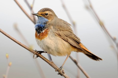 Bluethroat (Luscinia svecica cyanecula) male perched on a twig, Netherlands