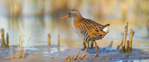 Water rail, (Rallus aquaticus), biotope, habitat, animal, animals, birds, rail family, Der Spieß