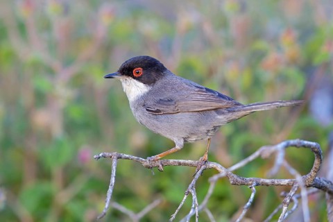 Velvet-headed warbler, (Sylvia melanocephala), warbler family, biotope, habitat, perch, foraging,