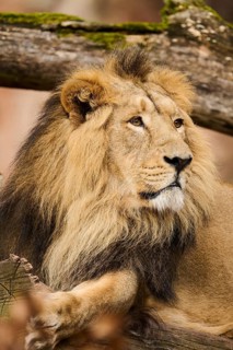 Asiatic lion (Panthera leo persica) portrait, lying, Germany