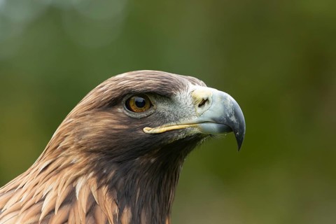 Golden eagle (Aquila chrysaetos) adult bird of prey raptor head portrait, Scotland, United Kingdom