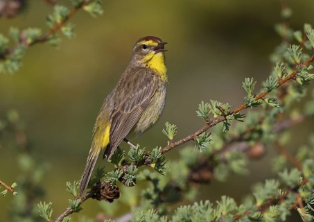 Canada, Manitoba, June, breeding male
