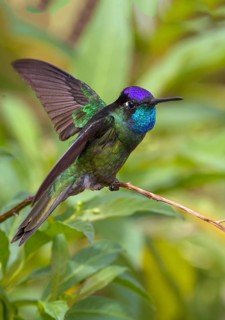 Magnificent Hummingbird (Eugenes fulgens) - San Gerrardo de Dota, Costa Rica