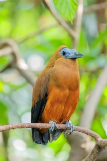 A capuchin bird (Perissocephalus tricolor) sits on a branch in a green tropical forest. It is found