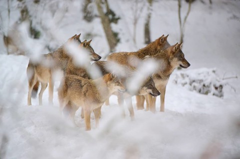 A pack of wolves looking attentively in one direction in a snowy forest, Winter, Wolf (Canis