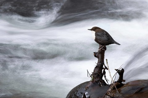 White-throated Dipper (Cinclus cinclus), Mecklenburg-Western Pomerania, Germany