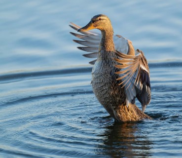 Mallard (Anas platyrhynchos), female, on a lake, flapping her wings, blue water, Lower Saxony,