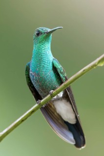 White-vented Plumeleteer (Chalybura buffonii) perched on a branch in Panama