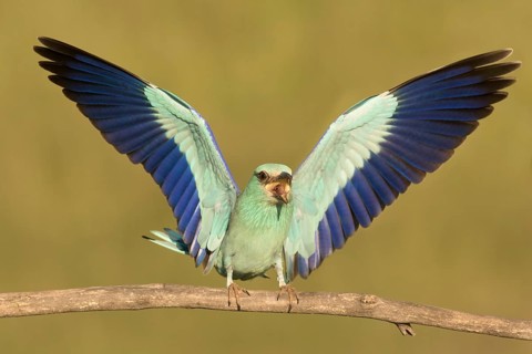 European Roller (Coracias garrulus) male calling from branch, Serbia