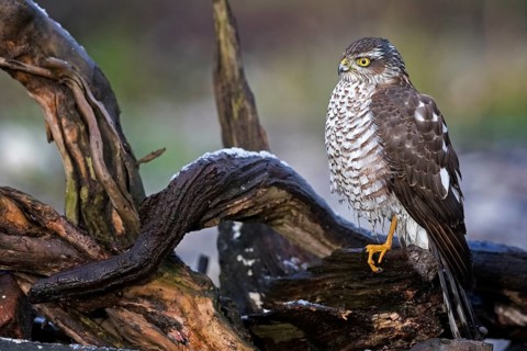 Eurasian Sparrowhawk (Accipiter nisus) female perched on a branch, Saxony-Anhalt, Germany