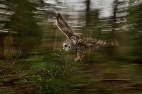 Barred Owl (Strix varia) flying, British Columbia, Canada