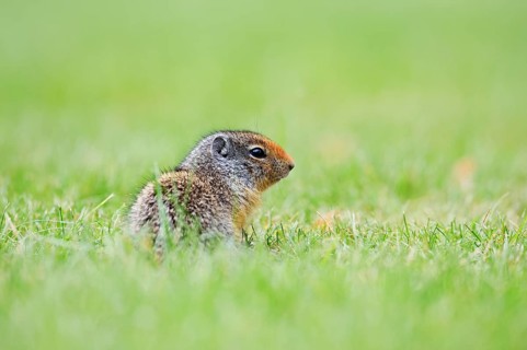 Columbia ground squirrel (Urocitellus columbianus, Spermophilus columbianus), juvenile, Waterton
