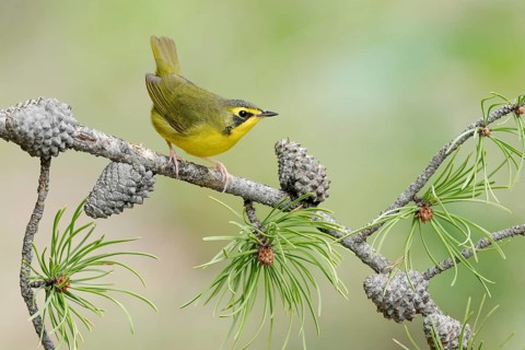 Kentucky Warbler (Geothlypis formosa) female perched on a branch, Texas, USA