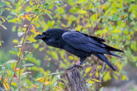 A common raven (Corvus corax) fitted with a GPS transmitter perches on an old fence post amid