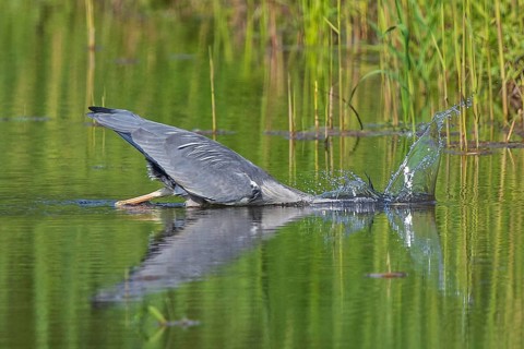 Grey Heron (Ardea cinerea) hunting, Baden-Wuerttemberg, Germany