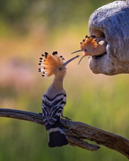 Eurasian Hoopoe (Upupa epops) feeding chick in breeding cavity, Saxony-Anhalt, Germany