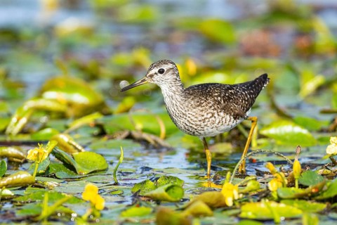 Spotted Redshank (Tringa erythropus) Hungary