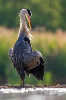 Grey Heron (Ardea cinerea) preening, Hungary
