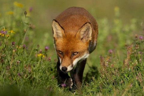Red fox (Vulpes vulpes) adult animal amongst wildflowers in countryside grassland in summer,