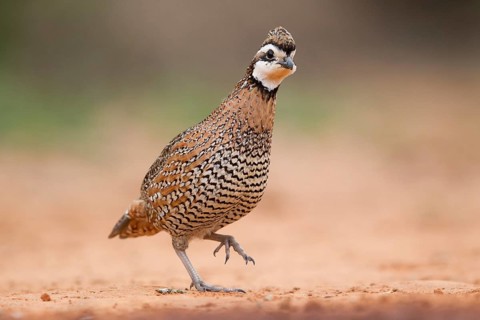 Northern Bobwhite (Colinus virginianus) male, Texas, USA