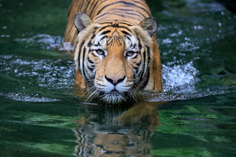 Malaysia tiger (Panthera tigris jacksoni), adult, in water, alert, Malaysia, Southeast Asia