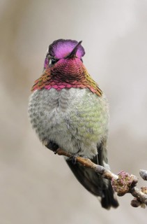 Anna's Hummingbird (Calypte anna), British Columbia, Canada
