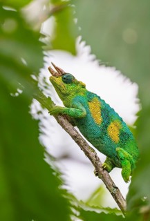 Three-horned chameleon (Trioceros jacksonii), male, between leaves on a branch, Bwindi Impenetrable
