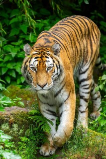 Siberian tiger (Panthera tigris tigris) walking through bushes on a rainy day, captive, Germany