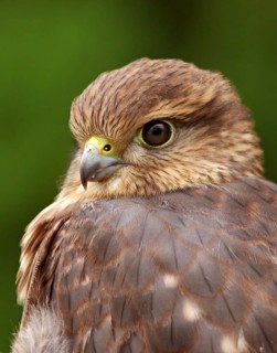 Merlin (Falco columbarius) juvenile, Saskatchewan, Canada