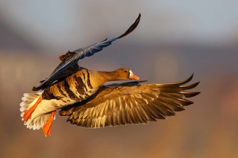 Greater White-fronted Goose (Anser albifrons) flying, North Rhine-Westphalia, Germany