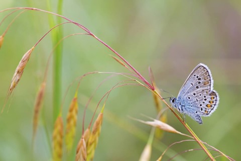 Plebeian Blue, (Plebejus argus), animals, insects, butterflies, butterfly, butterflies, lateral,