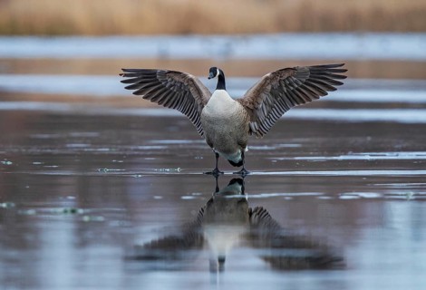 Canada Goose (Branta canadensis) flapping on ice, Baden-Wuerttemberg, Germany