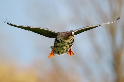 Greater White-fronted Goose (Anser albifrons) flying, North Rhine-Westphalia, Germany