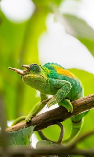 Three-horned chameleon (Trioceros jacksonii), male, between leaves on a branch, Bwindi Impenetrable