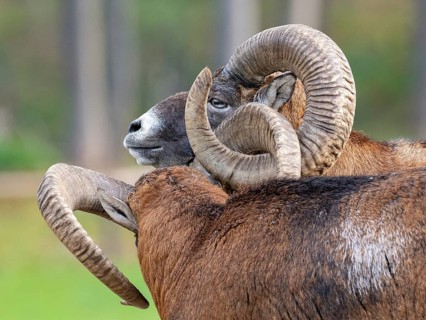 Two grouches have wedged their horns, North Rhine-Westphalia, Germany