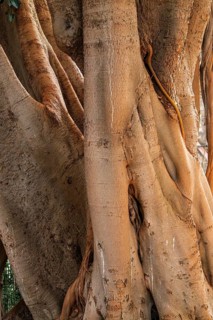 Free-growing rubber tree, old town centre of Sanremo, province of Imperia, Liguria, Italy