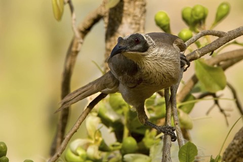 Silver-crowned Friarbird (Philemon argenticeps), Western Australia, Australia