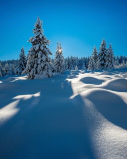 Untouched winter landscape with deep snow-covered forest in the Harz National Park, the sun shining